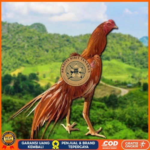 

telur Ayam Bangkok Clasik ekor lidi Fertil PRADITA BIBIT TANAMAN