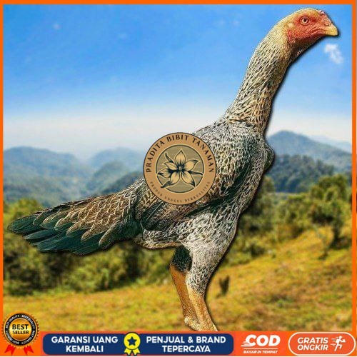 

TELUR TETAS AYAM SHAMO EROPA UNTUK DI TETASKAN PRADITA BIBIT TANAMAN