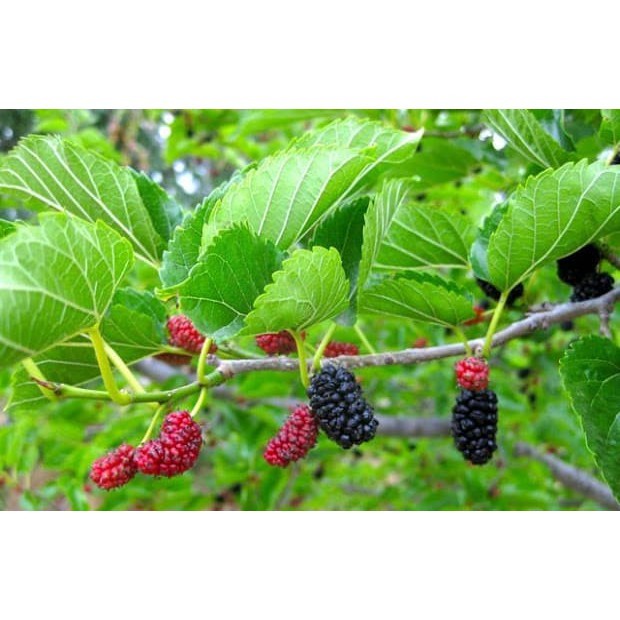 

Jual Daun Murbei Segar Perhelai Siap Petik Daun Arbei Besaran