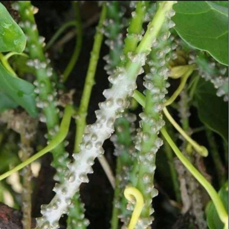 

brotowali patrawali segar cod