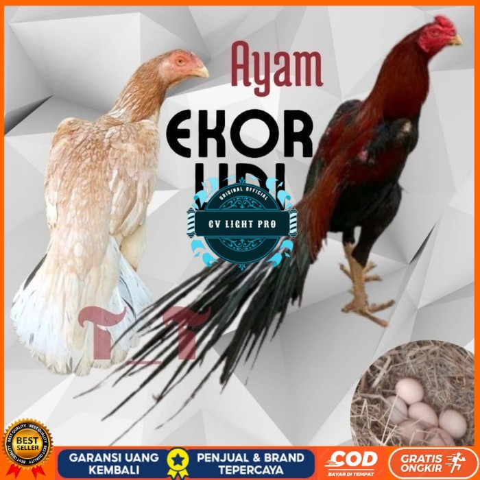 

telur ayam ekor lidi asli original bisa untuk di tetaskan CV LIGHT PRO