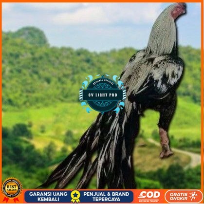 

telur Ayam Bangkok Clasik ekor lidi Fertil terlaris CV LIGHT PRO