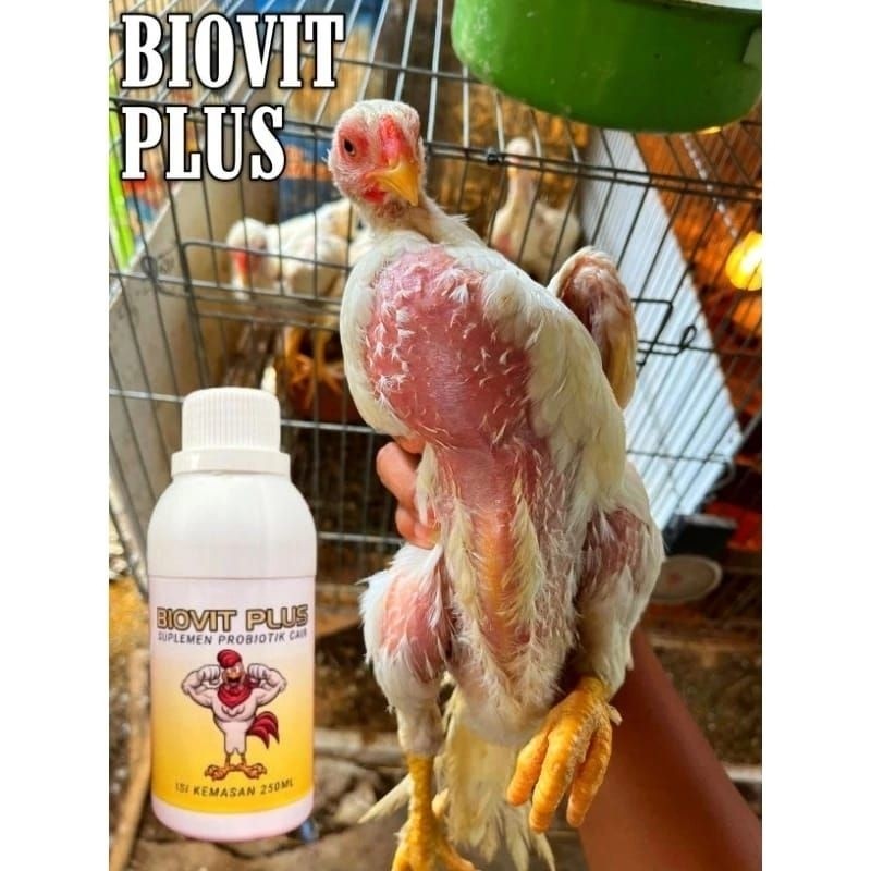 Vitamin Ayam Bangkok Prima Probiotik Cair BIOVIT PLUS Sehat Nafsu Makan Tinggi 1000ml.