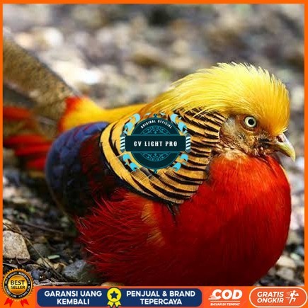 

telur ayam golden pheasant hias siap ditetaskan - golden pheasant CV LIGHT PRO