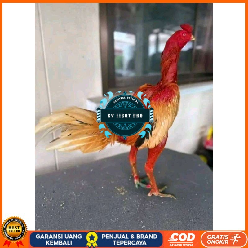 

TELUR FERTIL PLUCKER ORIGINAL CV LIGHT PRO