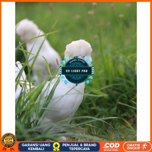 

Telur ayam hias sultan fertil bisa ditetaskan Langsung CV LIGHT PRO