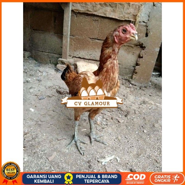 

Asel Beak Parrot terlur terlaris original berkualitas CV GLAMOUR
