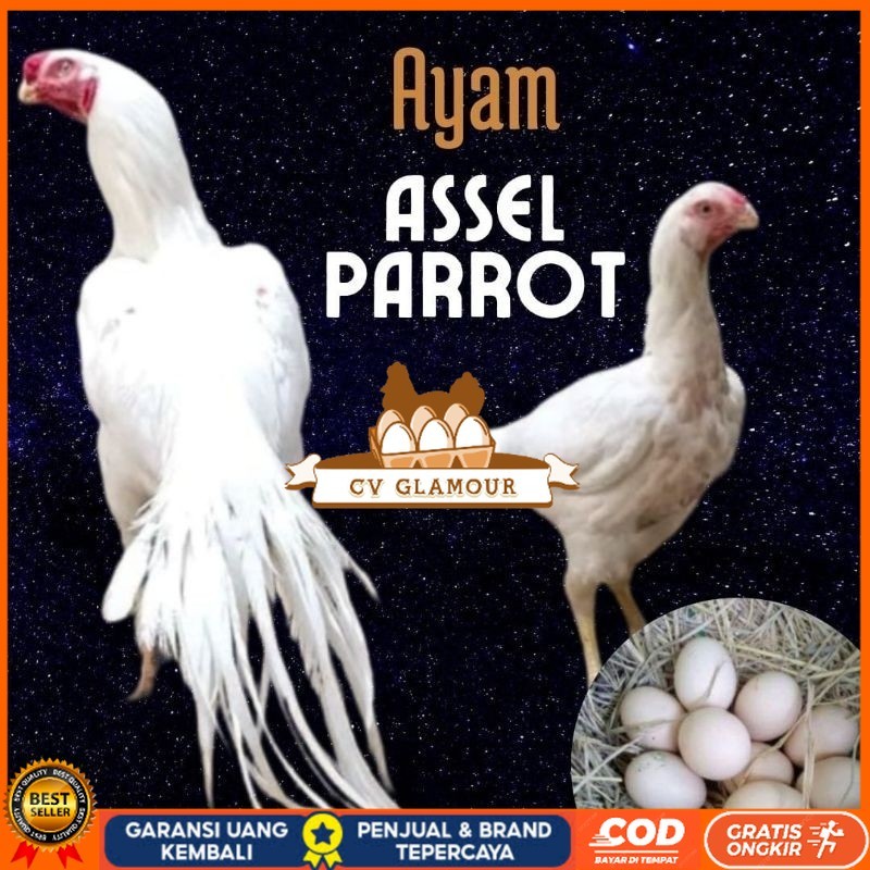 

telur ayam hias assel parrot untuk di tetaskan CV GLAMOUR