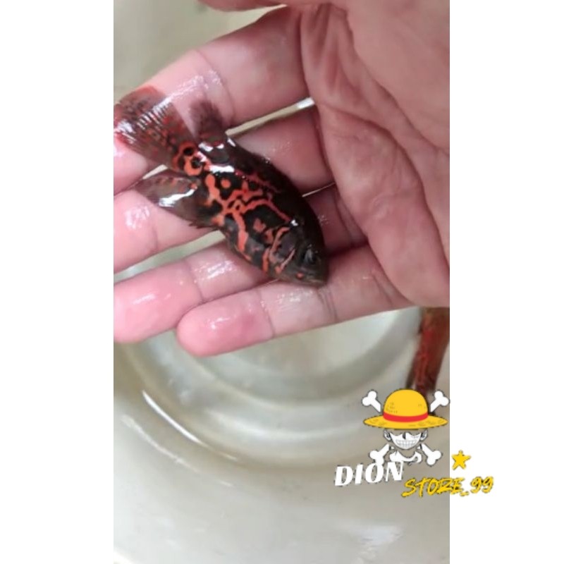 oscar black tiger slayer 9-11 cm thailand