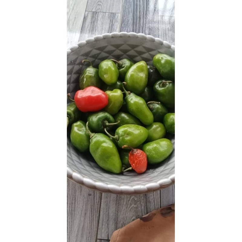 

READY TERMURAH Cabe Bendot / Gendot & cabe hijau besar / cabe tanjung 250gr
