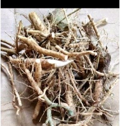 

Akar kiji bling sgar 500 gr akar herbal .