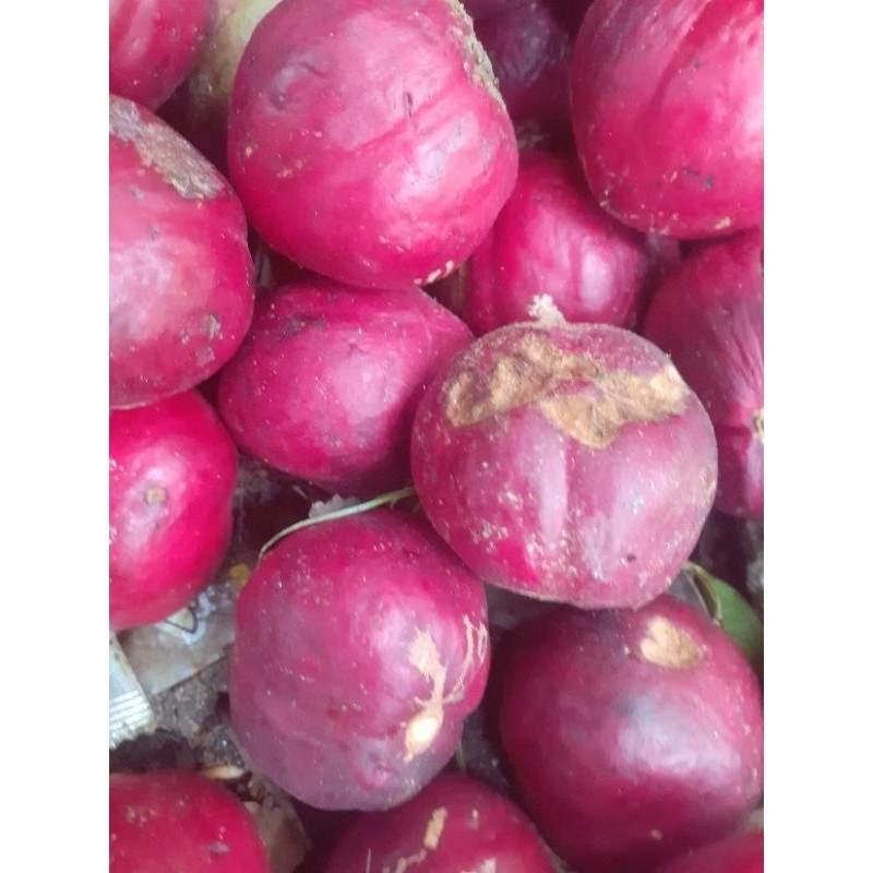

Buah mahkota dewa sgar 500 gr herbal alami ready