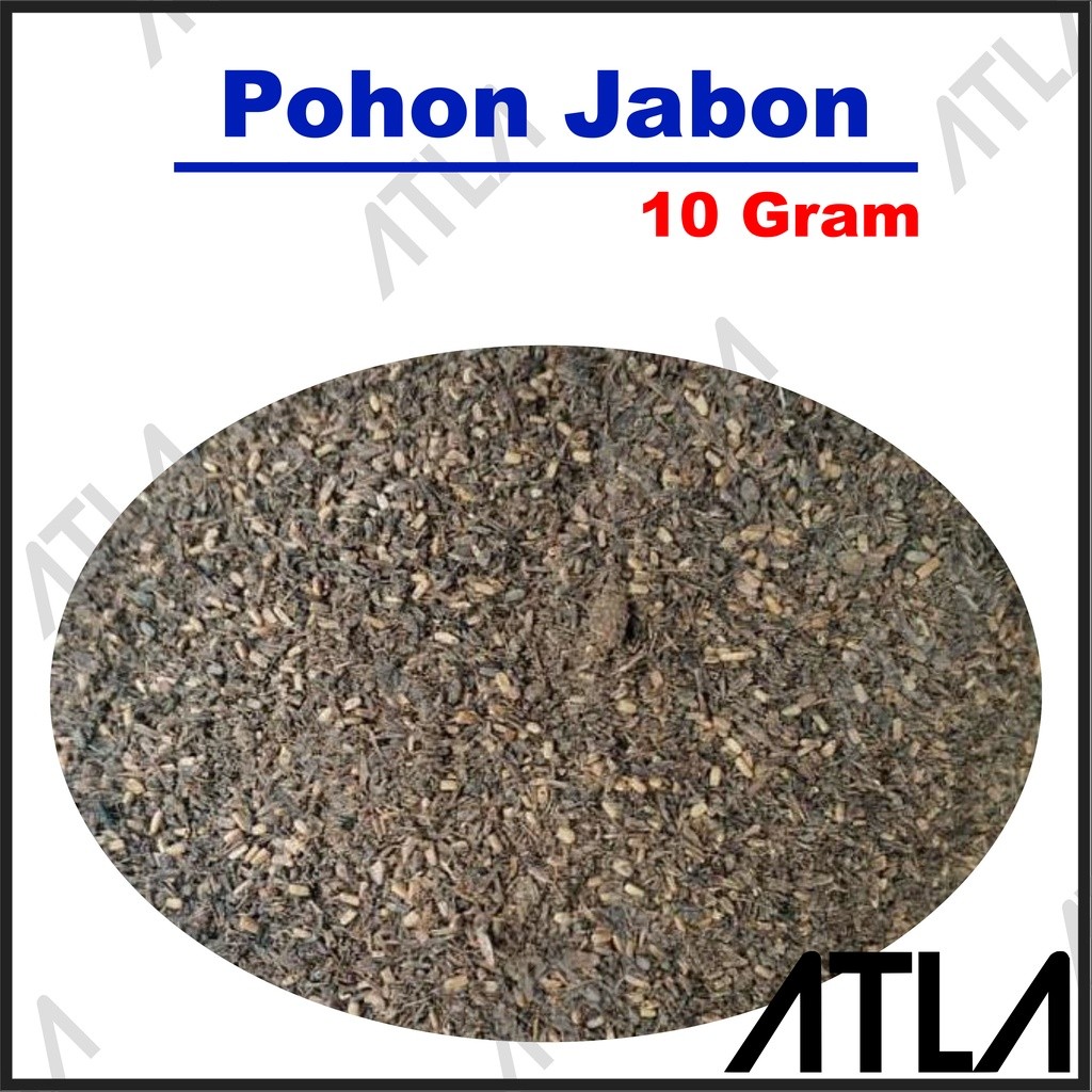 Benih Pohon Jabon 10 Gram Biji Seed Bibit Tanaman Kayu Daun 10Gr 10Gram Gr SD115