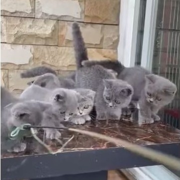 kucing bsh munchkin jantan dan betina ready kitten