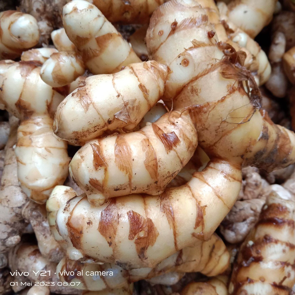 

Stok ready kunyit putih segar fresh asli pegunungan 1 kg (bersih) Silahkan diorder