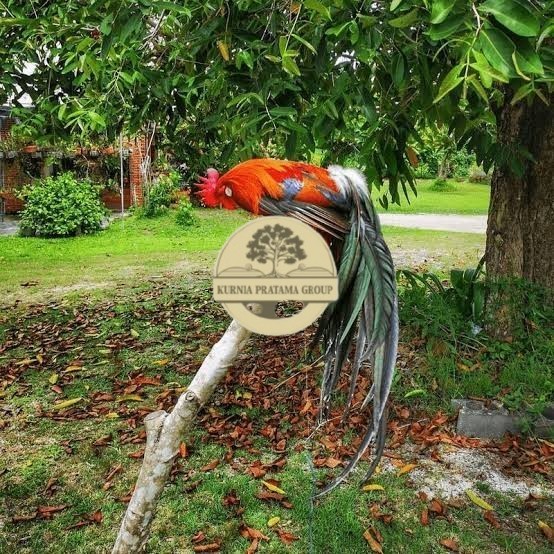 

Telur ayam phoenix onagadori / telur ayam hias fertil siap cod KURNIA PRATAMA GROUP