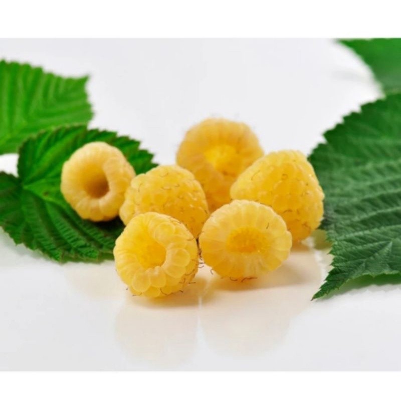 JAMIN MURAH Bibit Buah Raspberry Kuning / Yellow Raspberry / Golden Raspberry, Cepat Berbuah(BISA LA