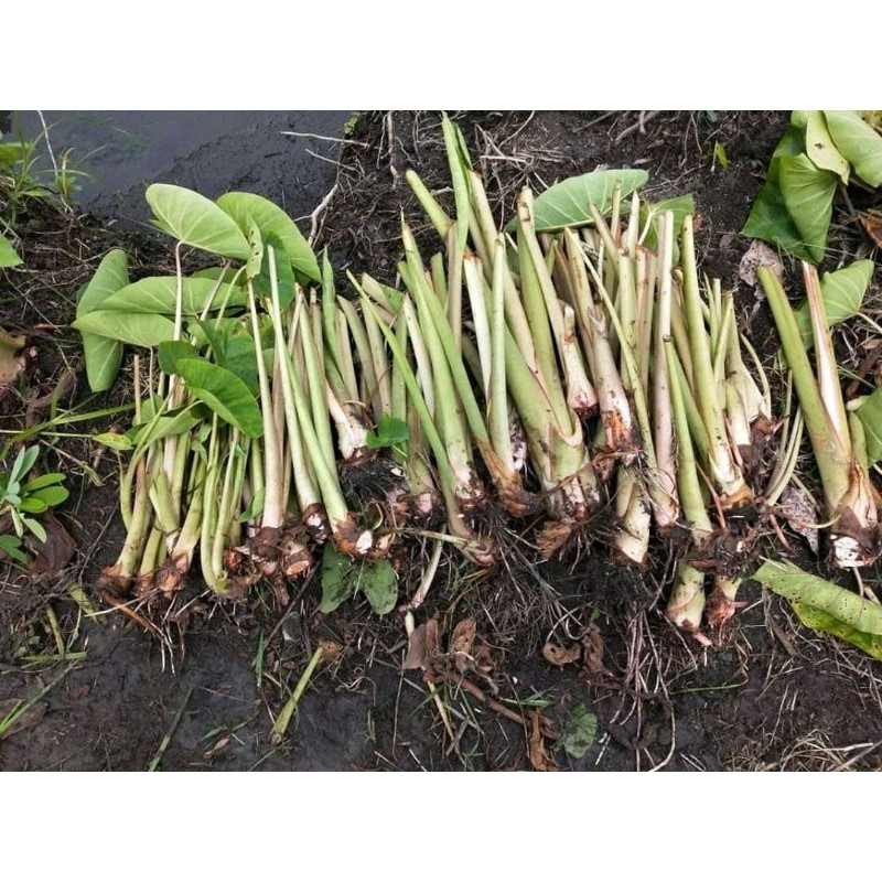 Bibit Talas Bogor Asli California/Sutra/Pratama murni tampa obat kimia