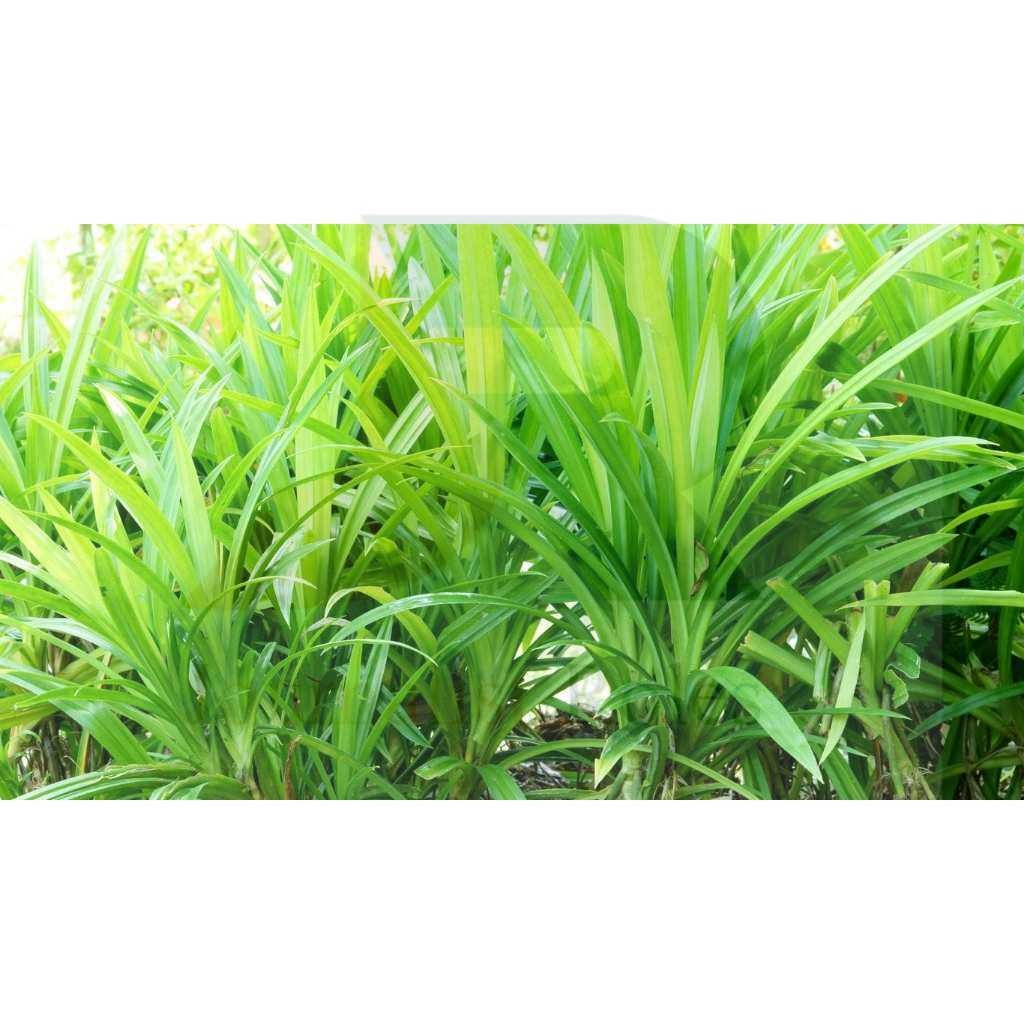 

DAUN PANDAN WANGI DAN SEGAR (1 LEMBAR)