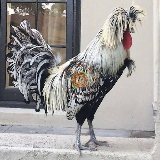 

telur ayam poland hias siap ditetaskan - ayam polan KURNIA PRATAMA ID