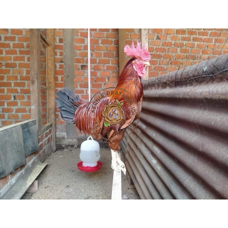 

TELUR FERTIL AYAM LARMOD JUMBO INDUKAN TERSELEKSI UNTUK DI TETASKAN KURNIA PRATAMA ID