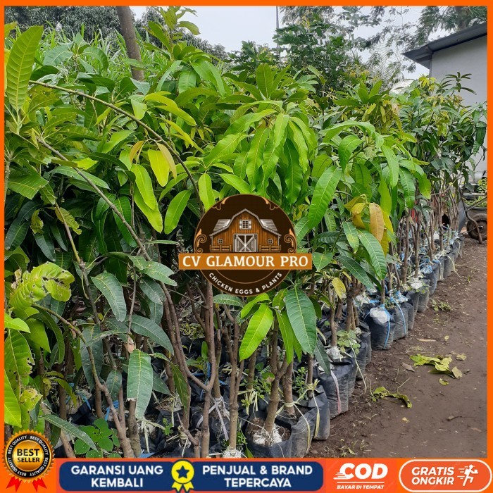 BIBIT TANAMAN BUAH MANGGA TINGGI 1,5 METER JENIS MAHATIR, KIOJAY DLL Bibit Tanaman Super Unggul CV G