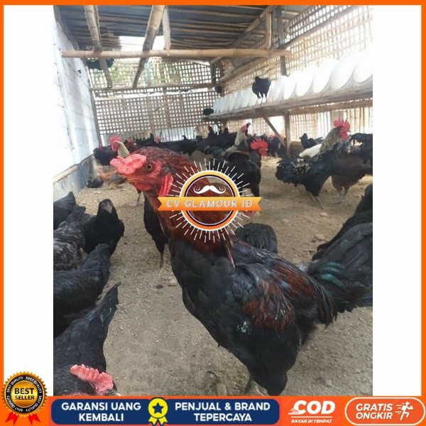 

Telur ayam KUB petelur handal fertil siap ditetaskan - telur ayam kub CV GLAMOUR ID