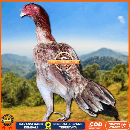 

telur ayam shamo eropa ori petarung bisa untuk di tetaskan CV GLAMOUR ID