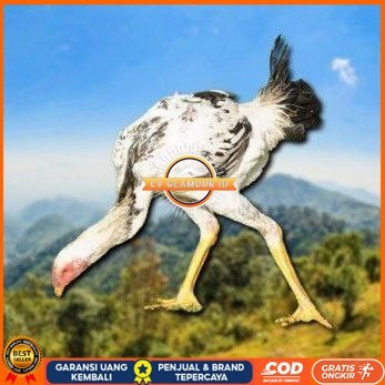 

telur tetas ayam shamo tarung spesial kontrol CV GLAMOUR ID