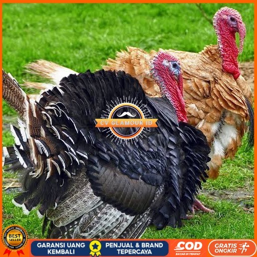 

Telur ayam kalkun jumbo / telur ayam hias / telur fertil siap tetas CV GLAMOUR ID