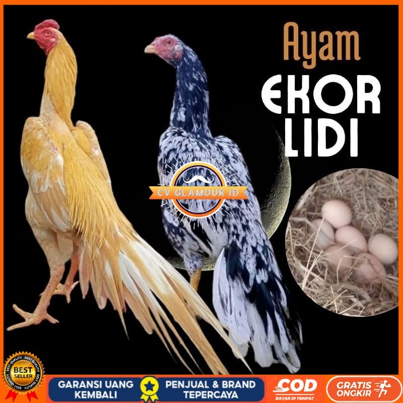 

telur tetas telur ayam ekor lidi asli original bisa untuk di tetaskan CV GLAMOUR ID