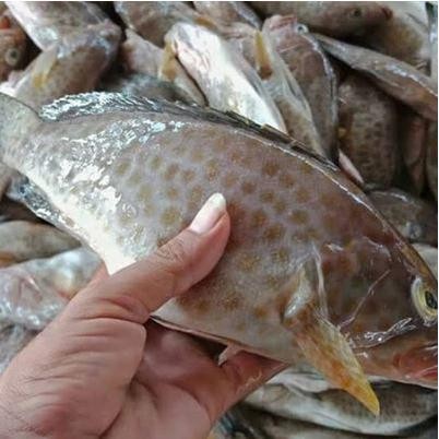 

Ikan Kerapu Totol Segar Ikan Laut Segar Seafood Segar 1 Kg