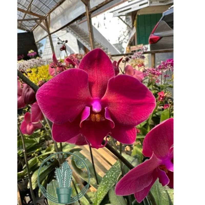 Bunga Anggrek Bulan Merah Maroon Dewasa Siap Berbunga Tanaman Hidup Anggrek Bunga Kuning Tanaman Ind