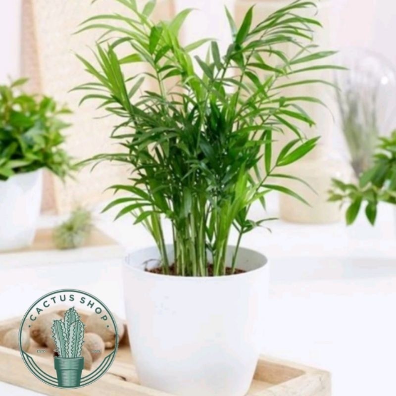 Tanaman indoor palem komodoria / palem bambu