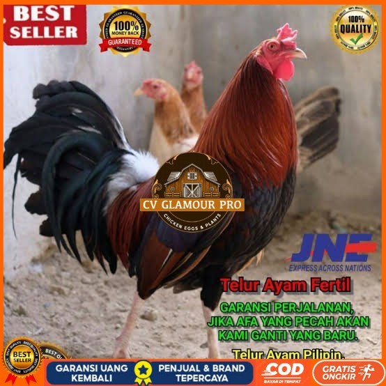 

Telur ayam hias pilipin fertil bisa ditetaskan Langsung CV GLAMOUR PRO