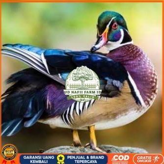 

Telur bebek hias caroline duck fertil bisa ditetaskan Langsung UD NAFII FARM ID