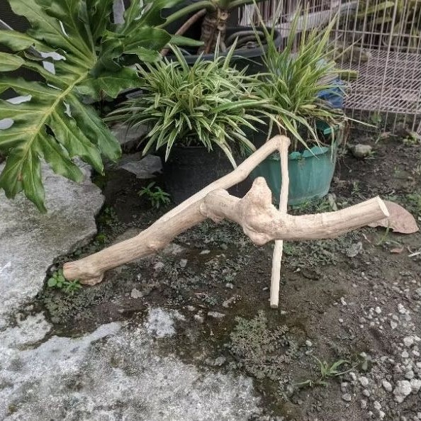 Tangkringan/Ranting Kayu Kopi ukuran 60 CM untuk reptile iguana, bearded dragon, varanus salvator, b