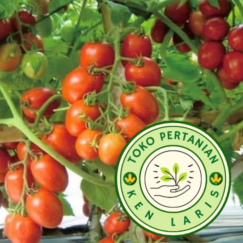 

READY!! BIBIT TOMAT BUAH 300 BENIH