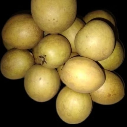 

[COD] Sawo madu mengkal tua manis segar organik 1kg