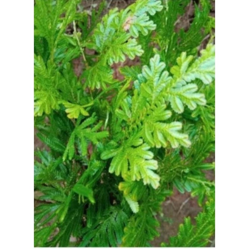 

new.. daun ceker ayam herbal paket 1 kg fresh