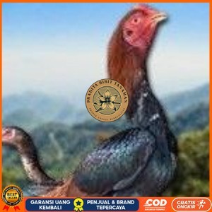 

telur ayam Shamo Eropa Ori (telur fertil) PRADITA BIBIT TANAMAN