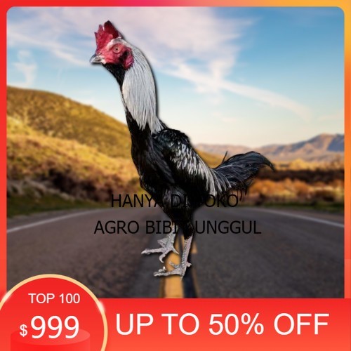 

PAMA IQ TELUR FERTIL PROMO BESAR" AN agro.bibit.unggul