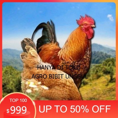 

telur tetas ayam shamo asli agro.bibit.unggul