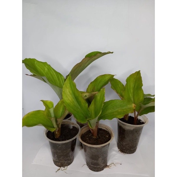 bibit kunyit hitam kaempferia parviflora asli