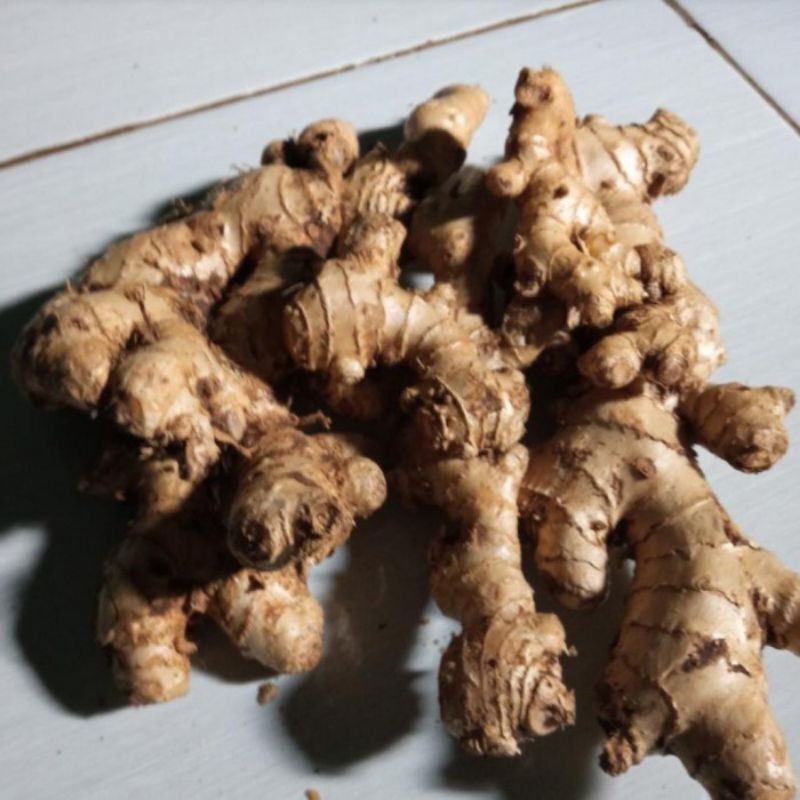 LEMPUYANG EMPRIT SEGAR SIAP KIRIM READY