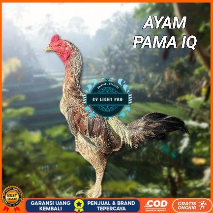 

telur ayam Pama iq untuk di tetaskan CV LIGHT PRO