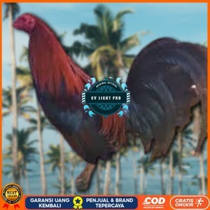 

telur ayam philipin import AK47 bisa untuk di tetaskan CV LIGHT PRO