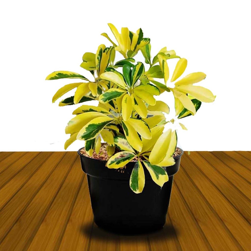 walisongo varigata  (Heptapleurum actinophyllum) - Tanaman hias walisongo golden varigata / daun wal