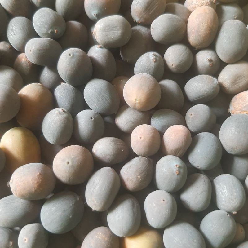 

BIJI TERATAI LOTUS TERLARIS UNTUK DI TANAM 500 Gram