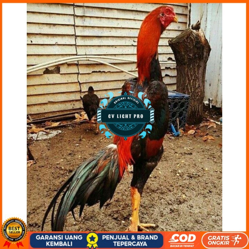 

PAKET MURAH 3 EKOR TELUR SHAMO (Cod) CV LIGHT PRO